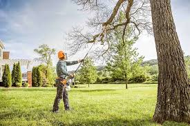 How Our Tree Care Process Works  in  Pea Ridge, FL