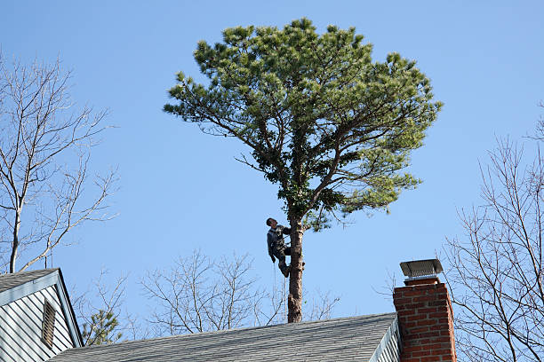 Leaf Removal in Pea Ridge, FL